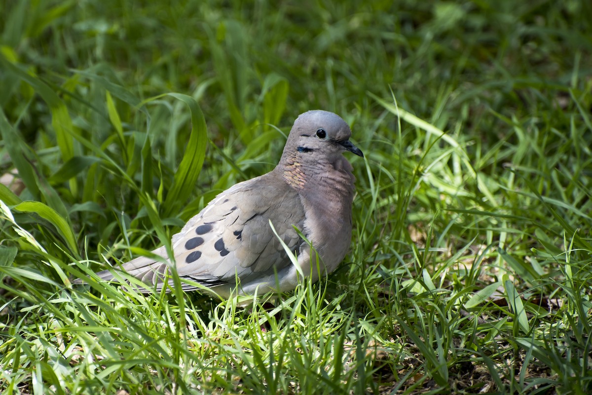 Eared Dove - ML39261091