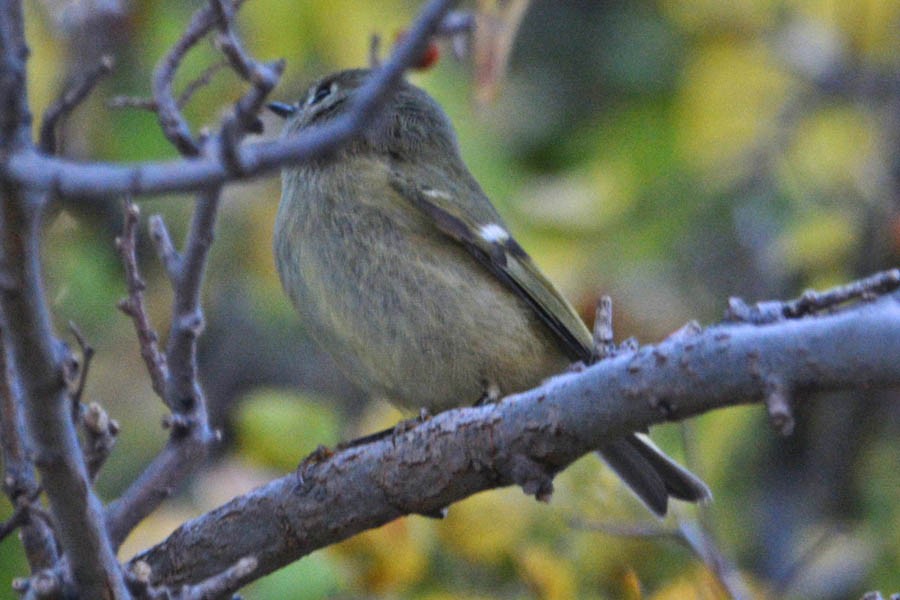 Ruby-crowned Kinglet - ML392610911