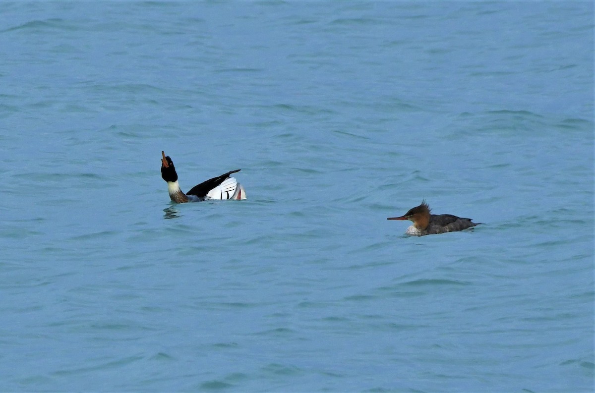 Red-breasted Merganser - ML392611411