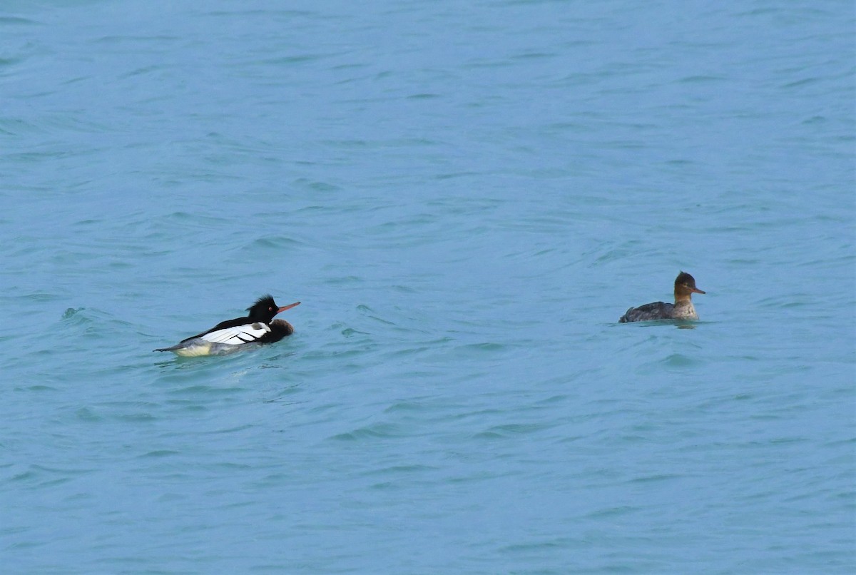 Red-breasted Merganser - ML392611551