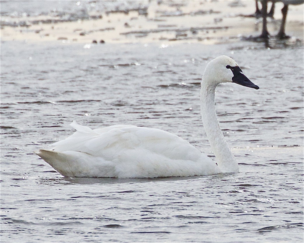 Cygne siffleur - ML392611631