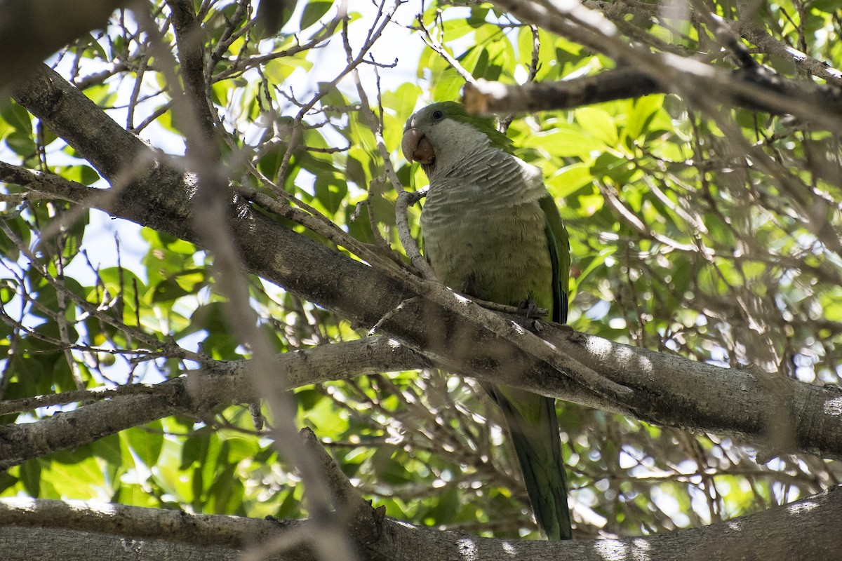 Monk Parakeet - ML39261181