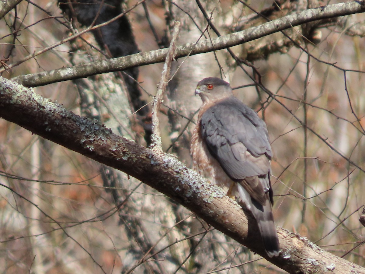 Cooper's Hawk - ML392611821