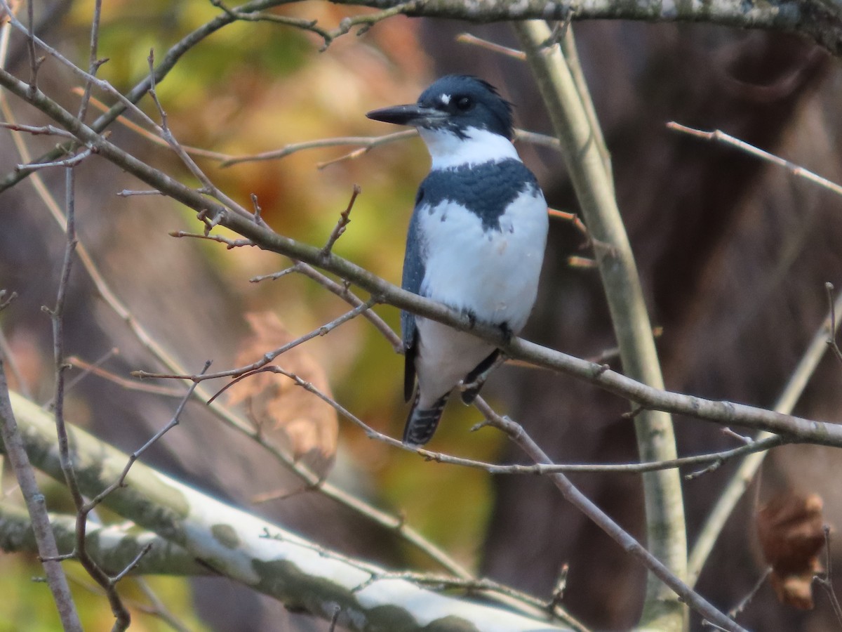 Belted Kingfisher - ML392611881