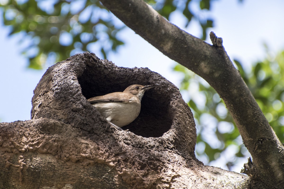 Rufous Hornero - ML39261191