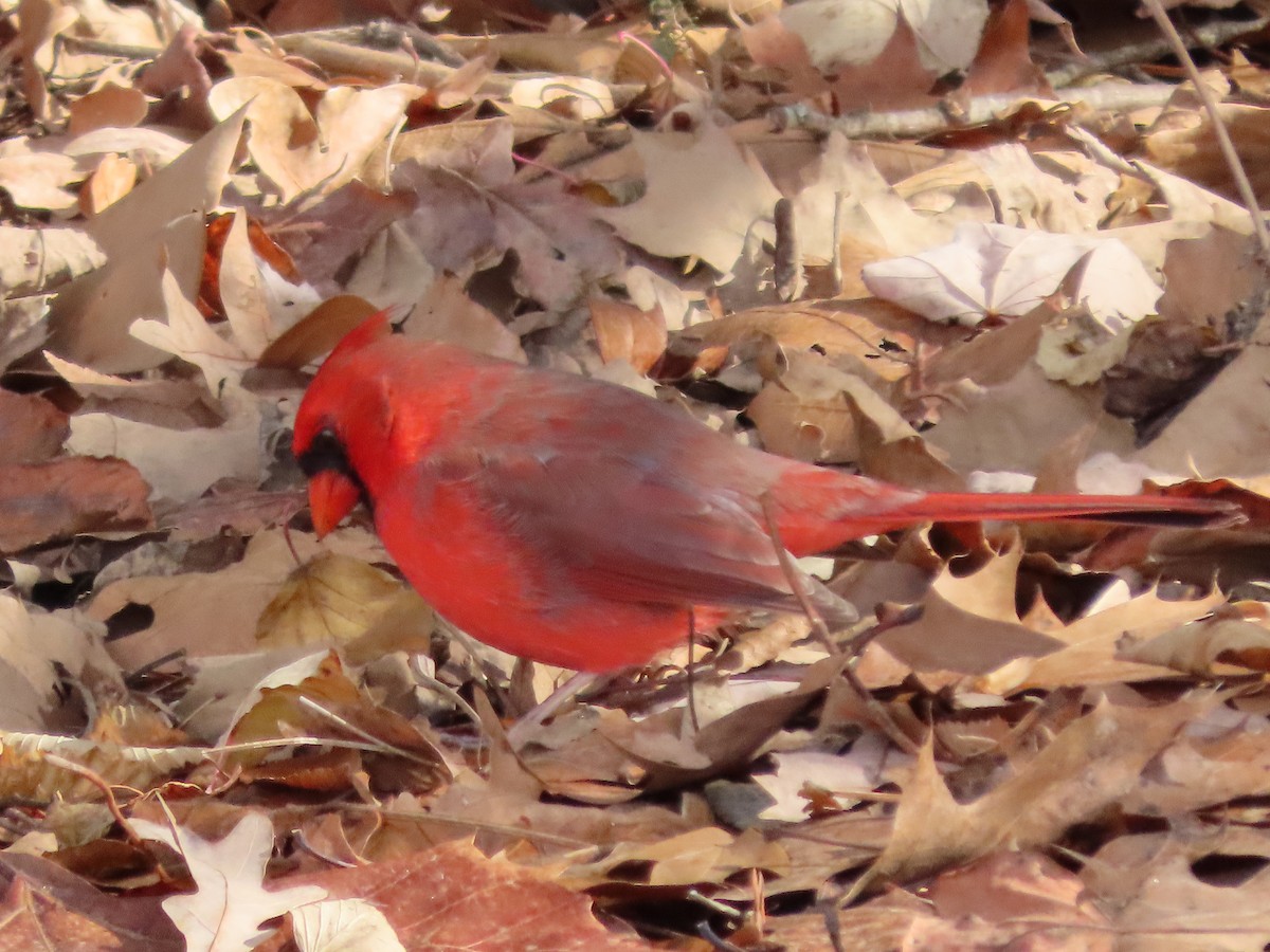 Northern Cardinal - ML392612331