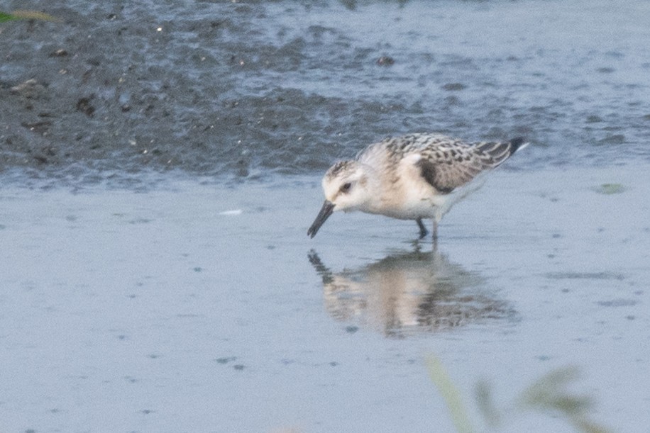 Bécasseau sanderling - ML392612391