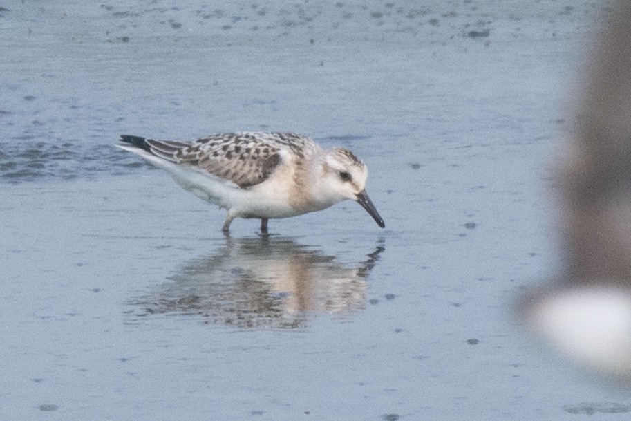 Bécasseau sanderling - ML392612441