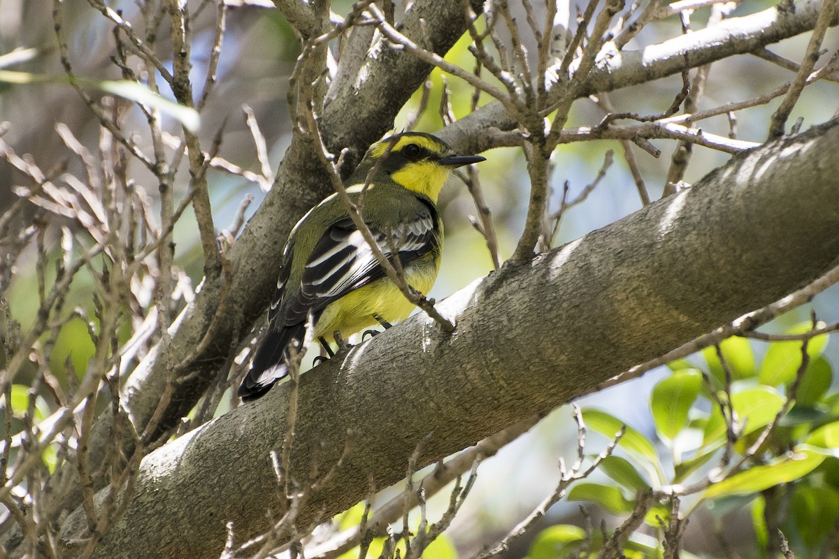 Yellow-browed Tyrant - ML39261251