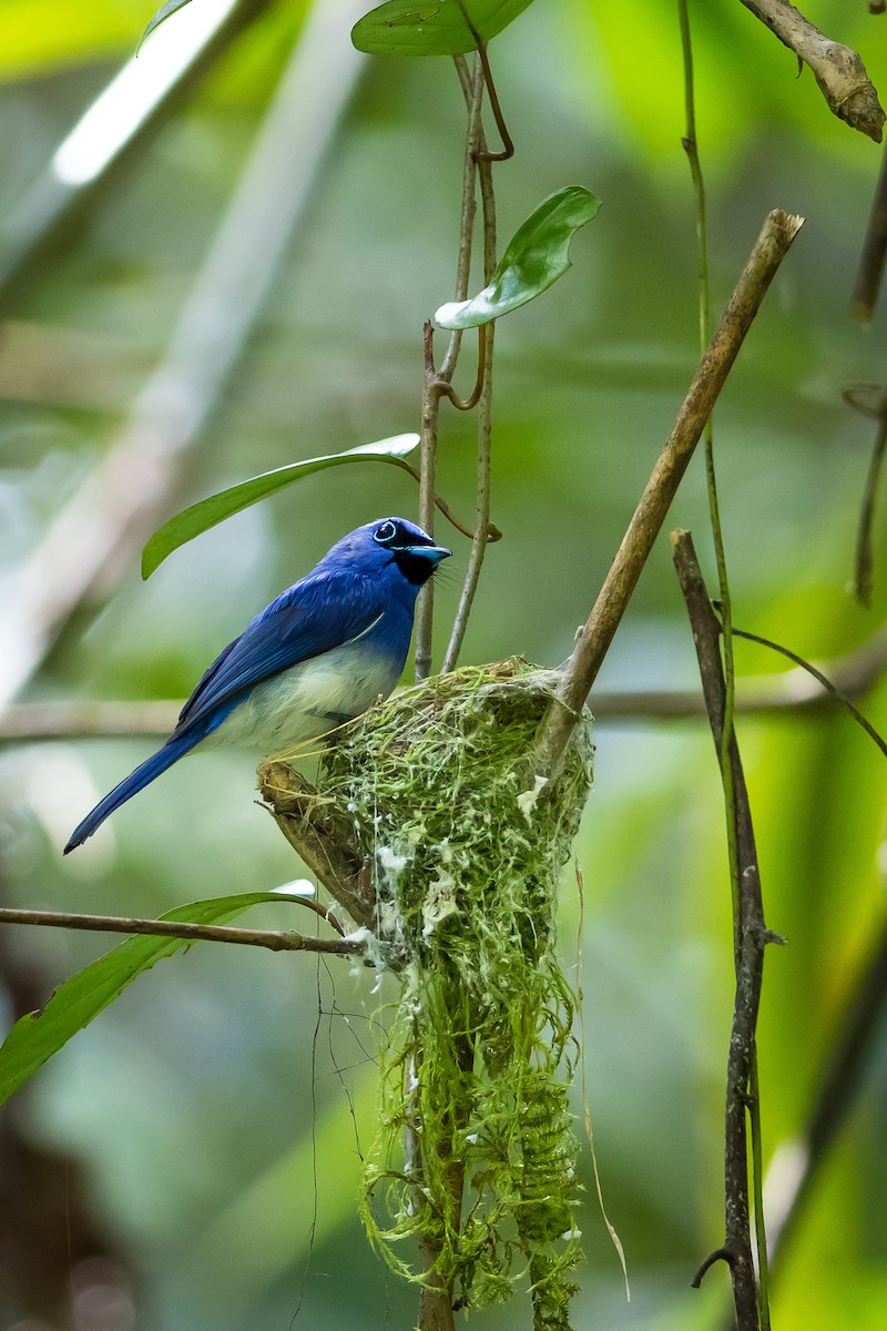 Short-crested Monarch - Raymond  Dan