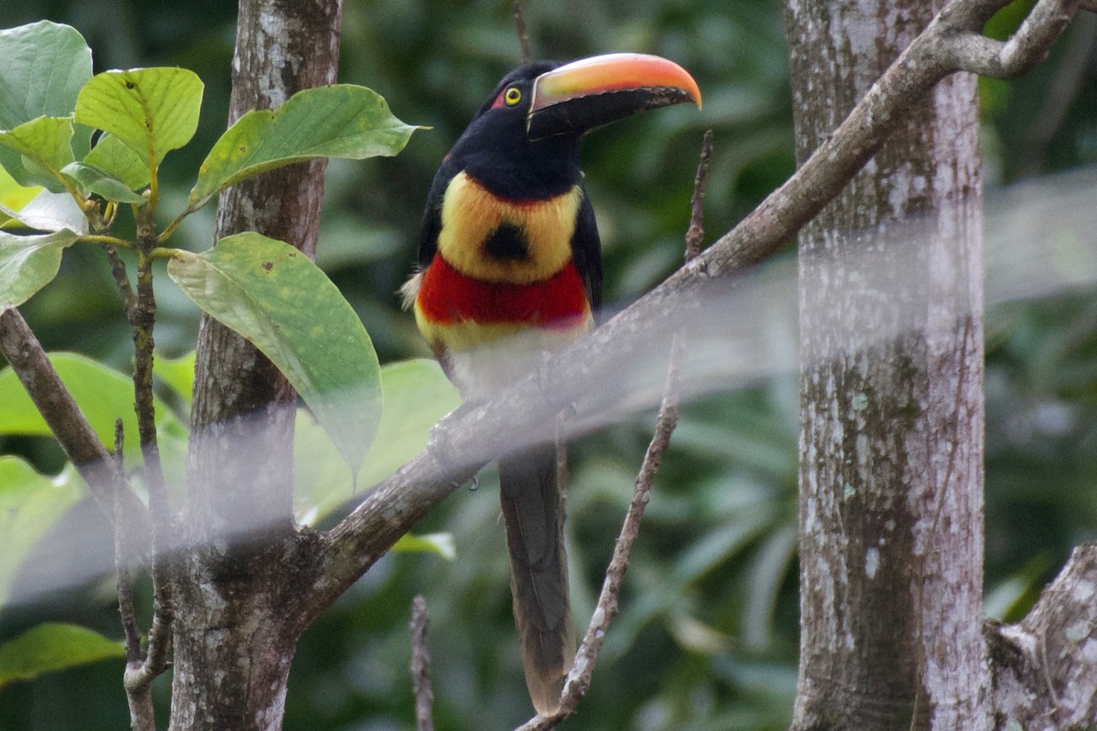 Fiery-billed Aracari - ML392612831