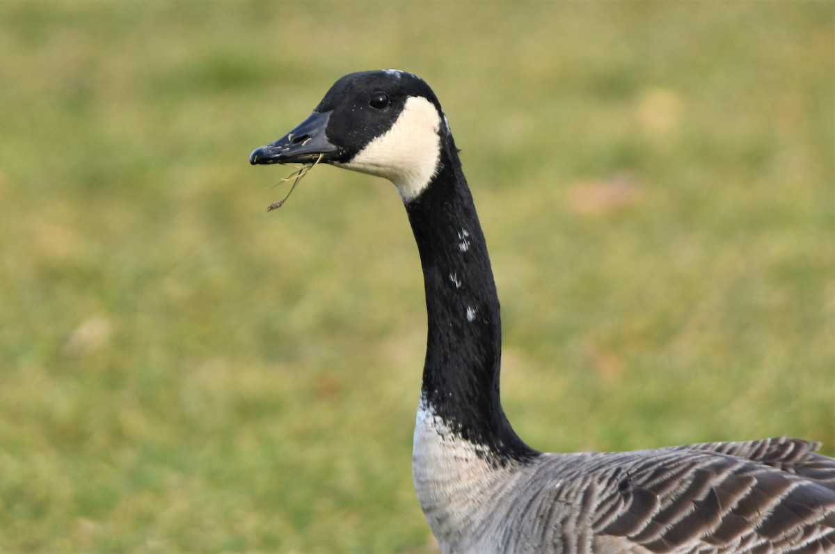 Canada Goose - ML392612851