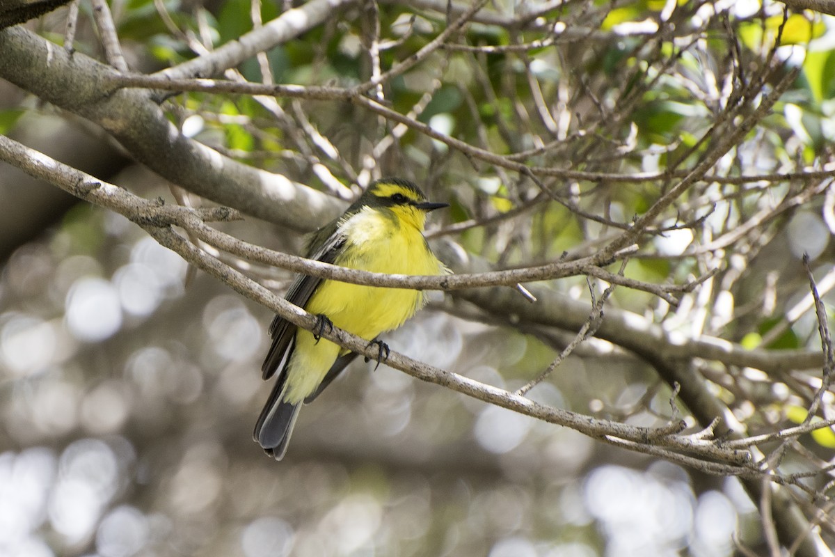 Yellow-browed Tyrant - ML39261311