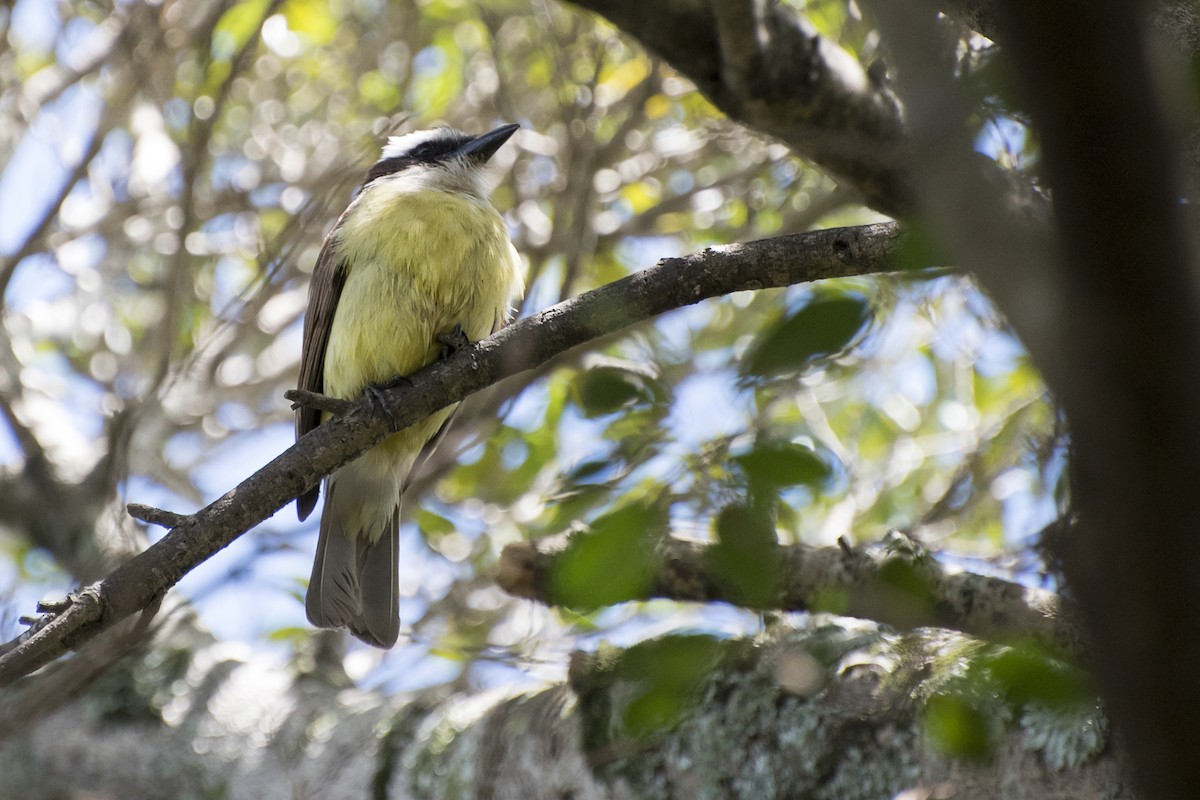 Great Kiskadee - ML39261361