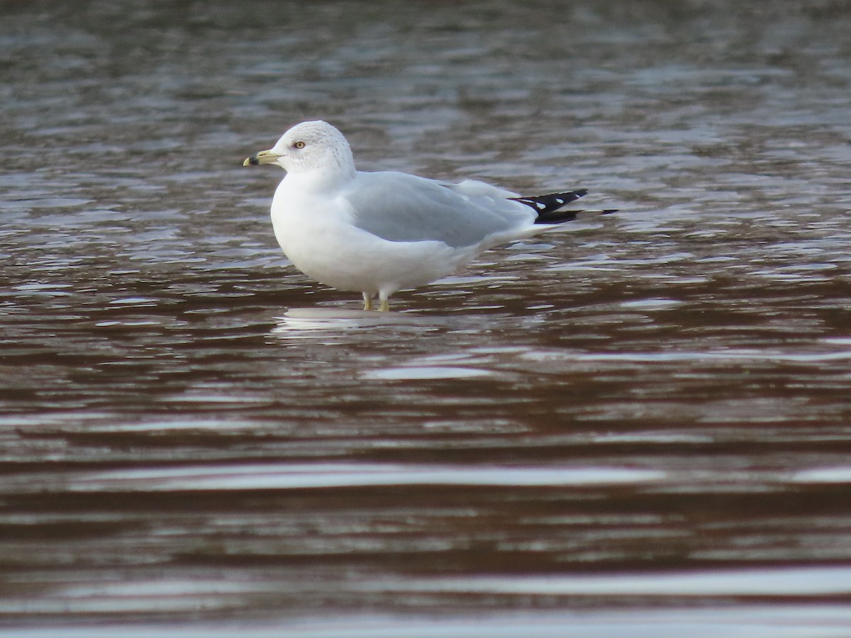 Ring-billed Gull - ML392613891