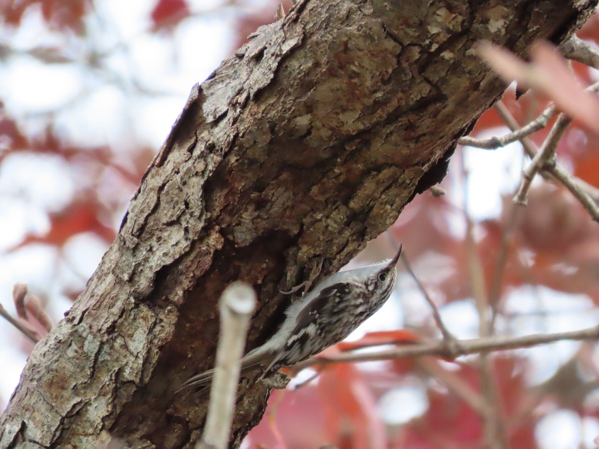 Brown Creeper - ML392614031