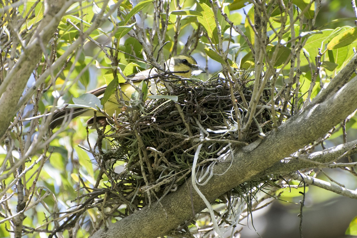 Yellow-browed Tyrant - ML39261431