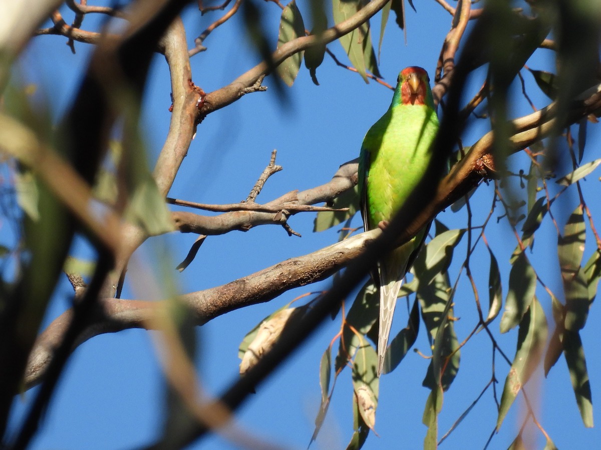 Swift Parrot - ML392614341