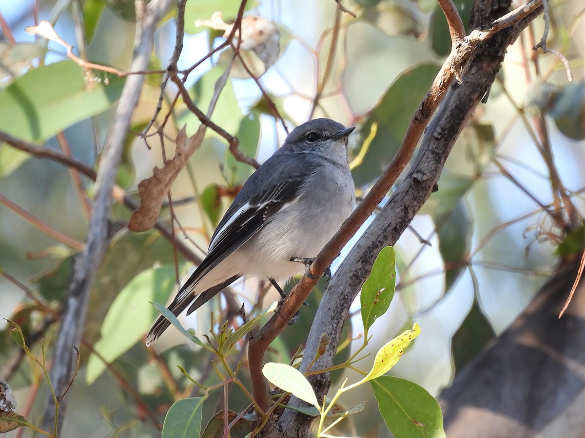 Hooded Robin - ML392614471
