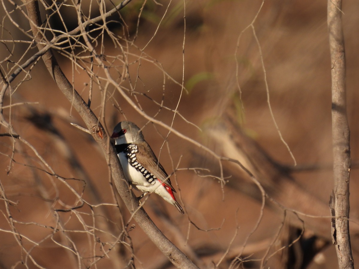 Diamond Firetail - ML392614581