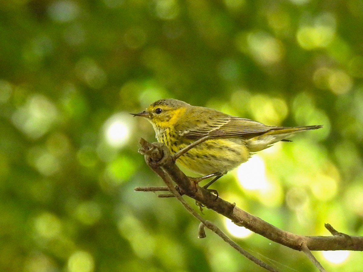 Cape May Warbler - ML392614721