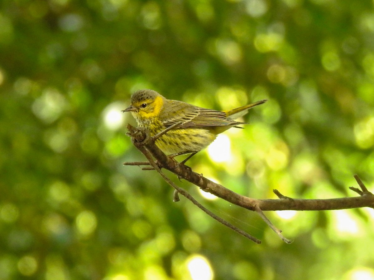 Cape May Warbler - ML392614761