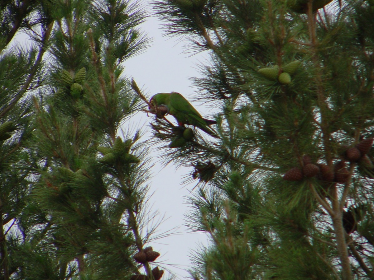 Conure à gros bec - ML392615921