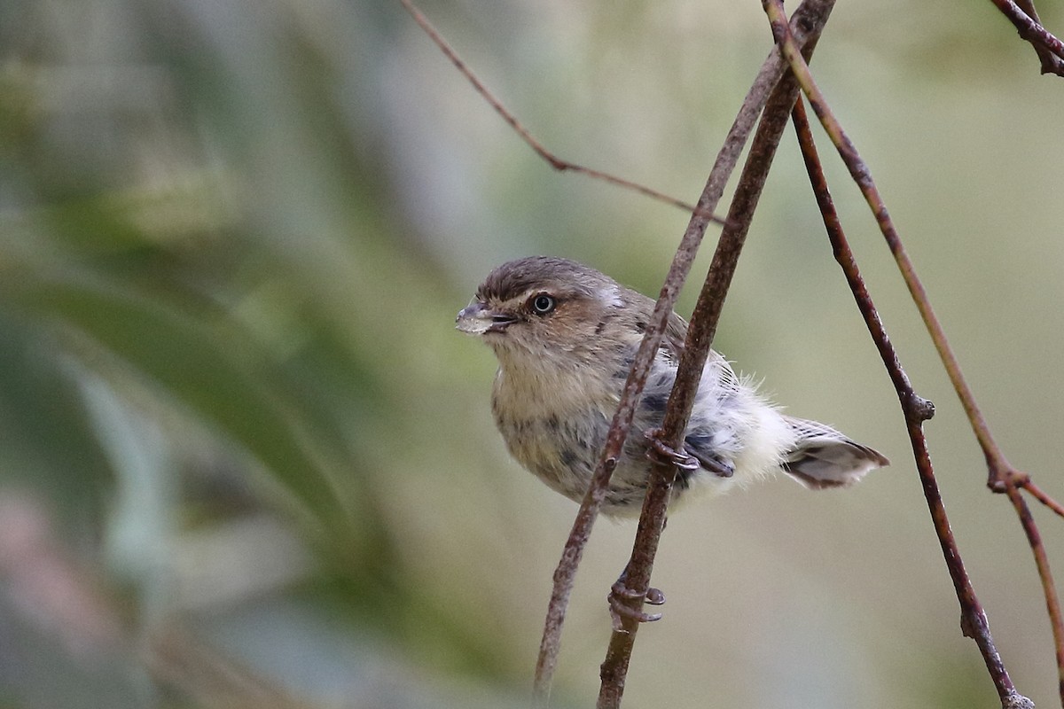 コバシムシクイ - ML392615961