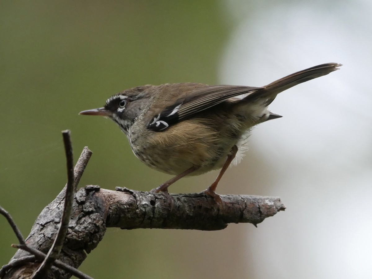 Spotted Scrubwren - ML392616091