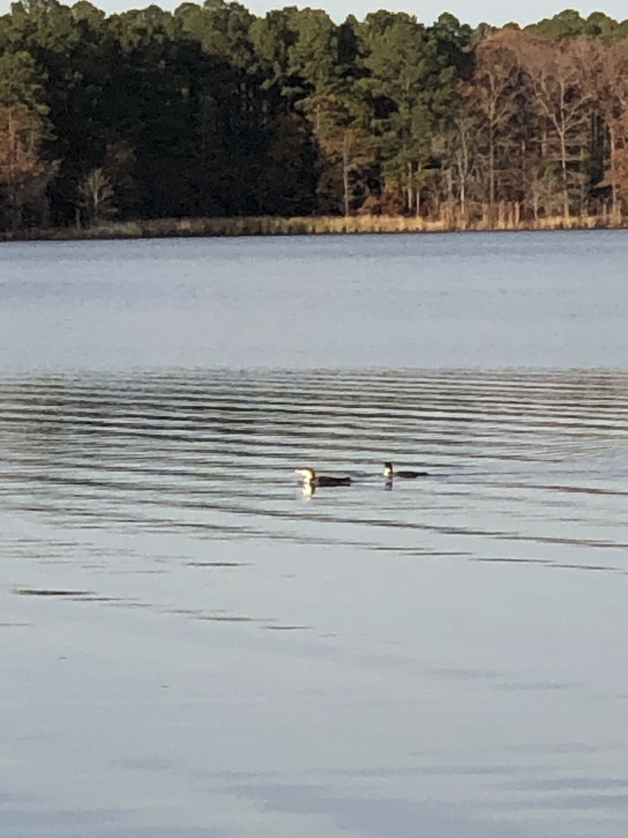 Common Loon - ML392618301