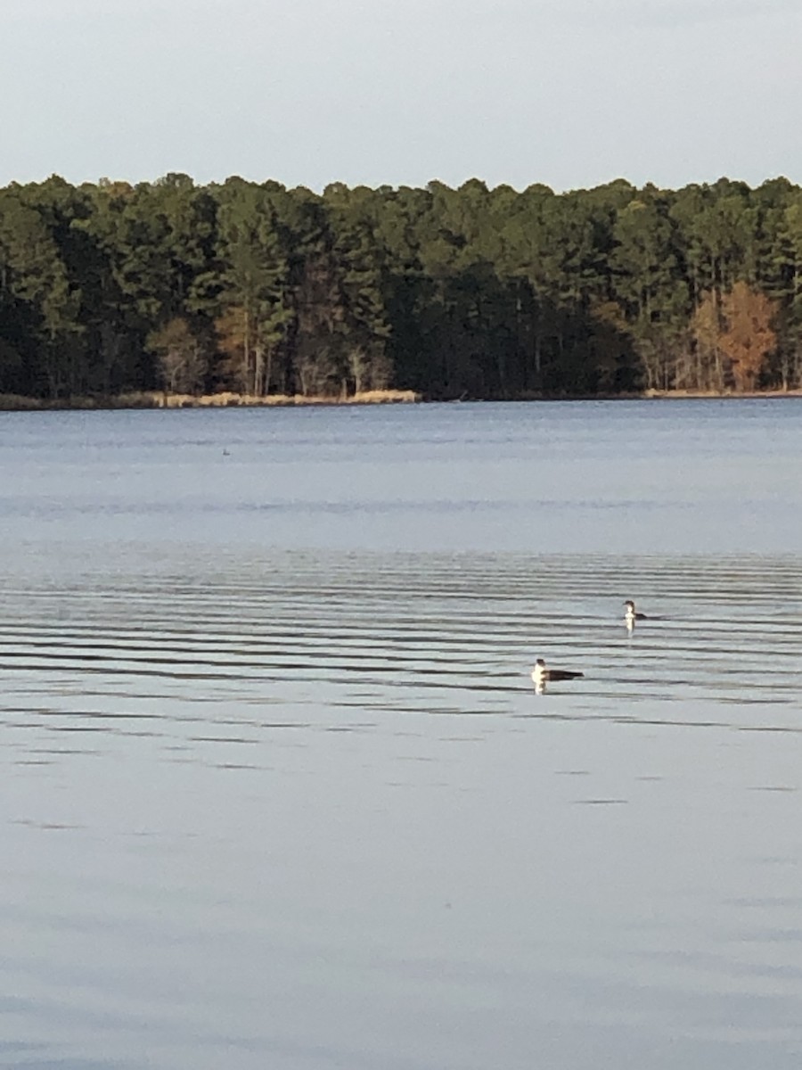 Common Loon - ML392618491