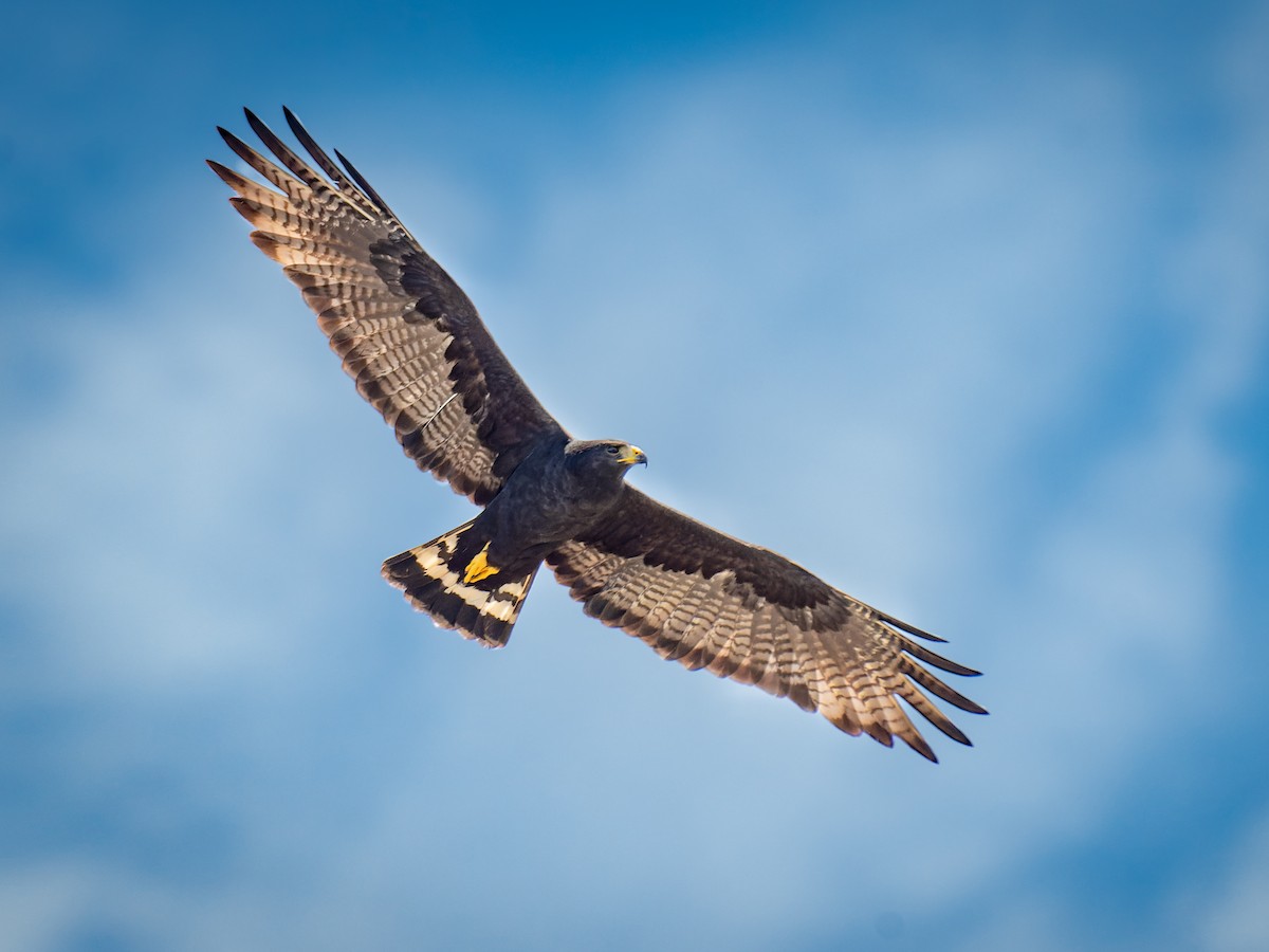 Zone-tailed Hawk - Buteo albonotatus - Birds of the World