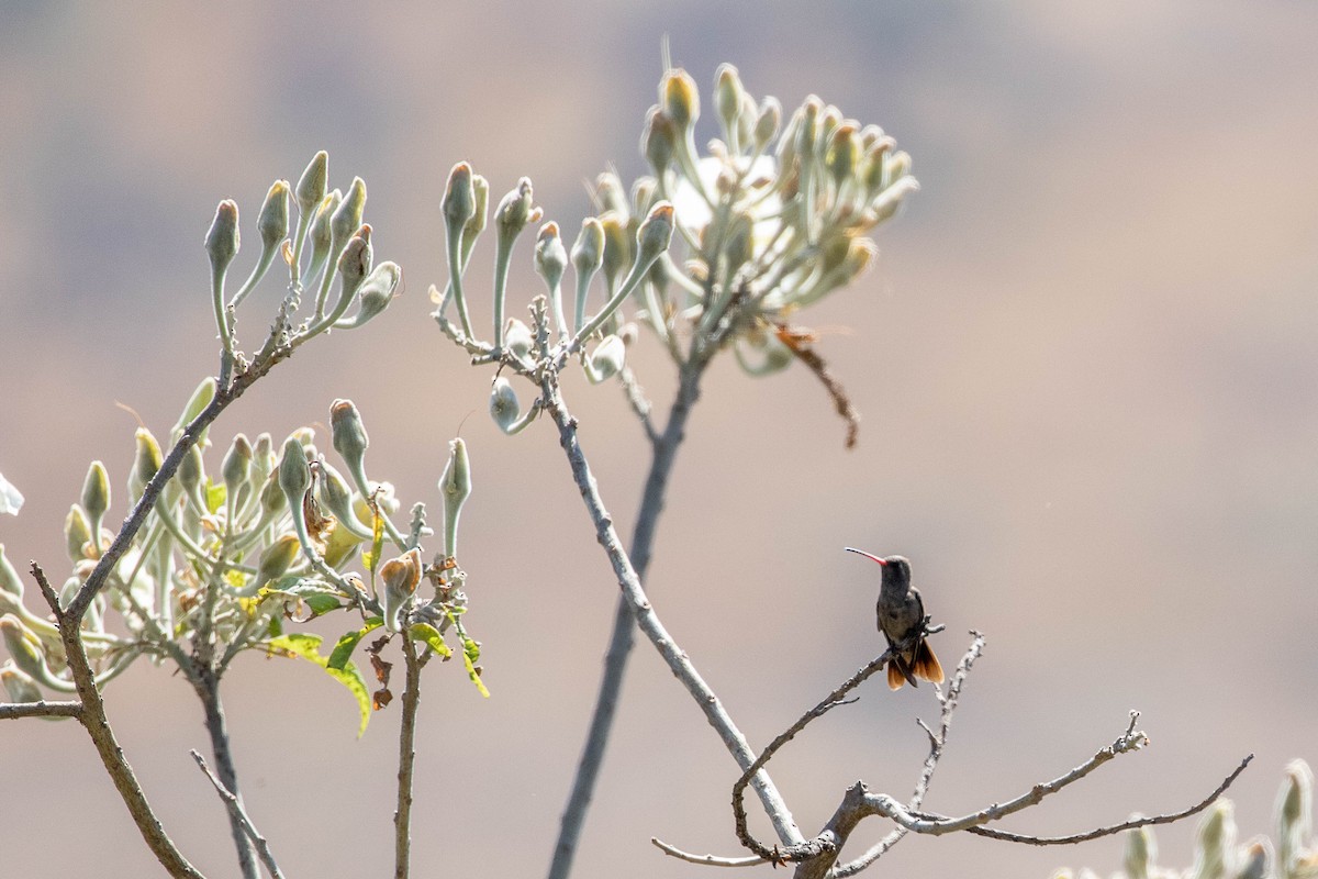 Dusky Hummingbird - ML392621311
