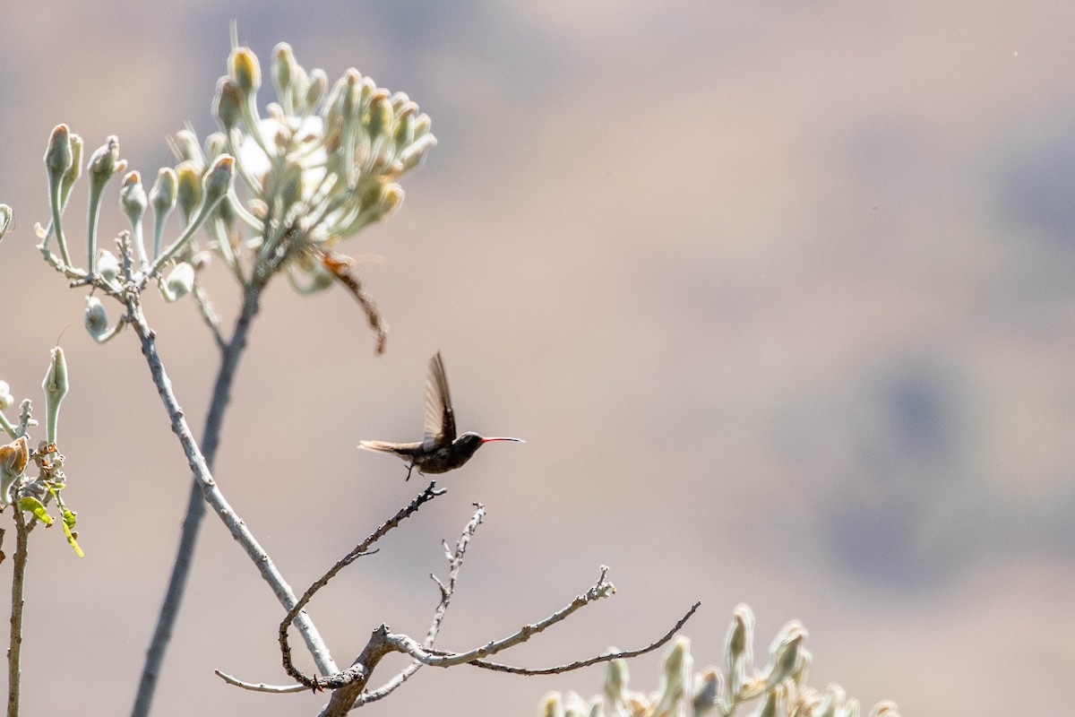 Dusky Hummingbird - ML392621321