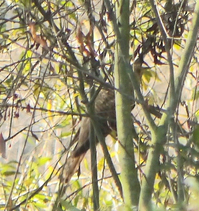 Common Cuckoo - ML392621651