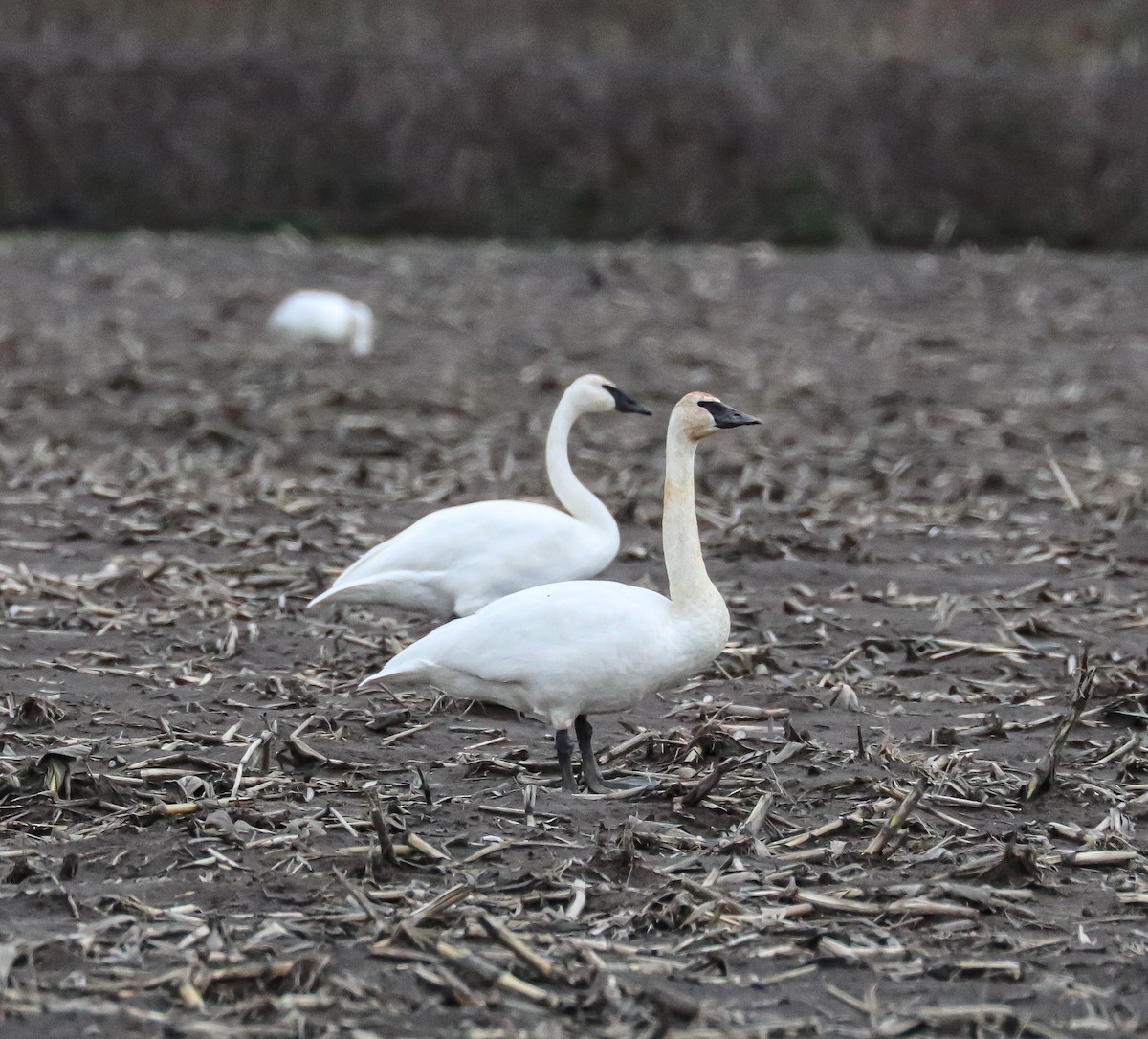 Cygne trompette - ML392622431