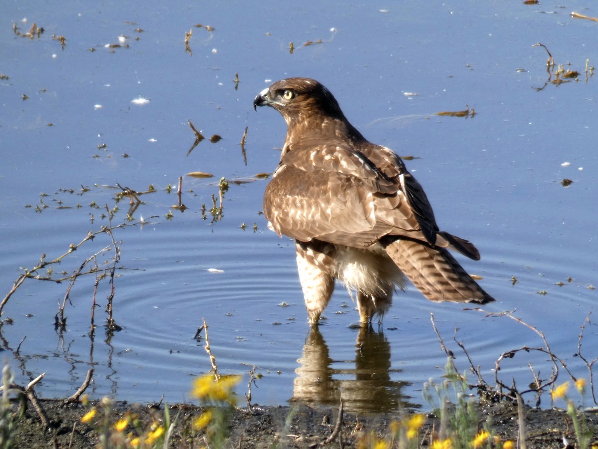 Red-tailed Hawk - ML392623811