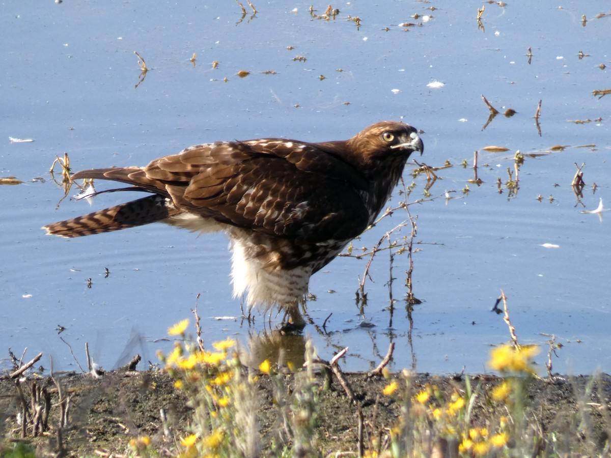 Red-tailed Hawk - ML392624051