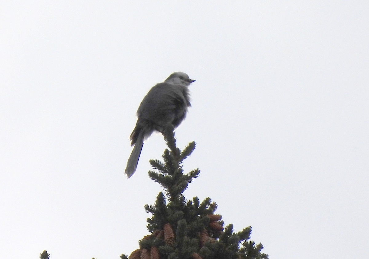 Canada Jay - ML392624291