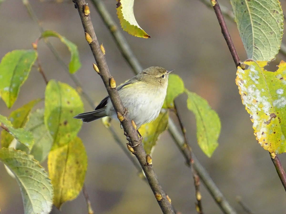 Common Chiffchaff - ML392624961