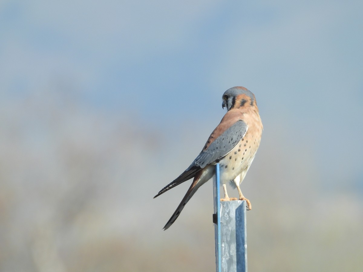 American Kestrel - ML392626201