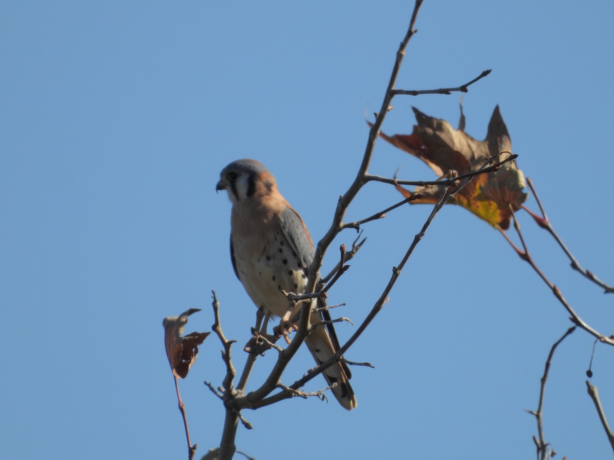 American Kestrel - ML392627611