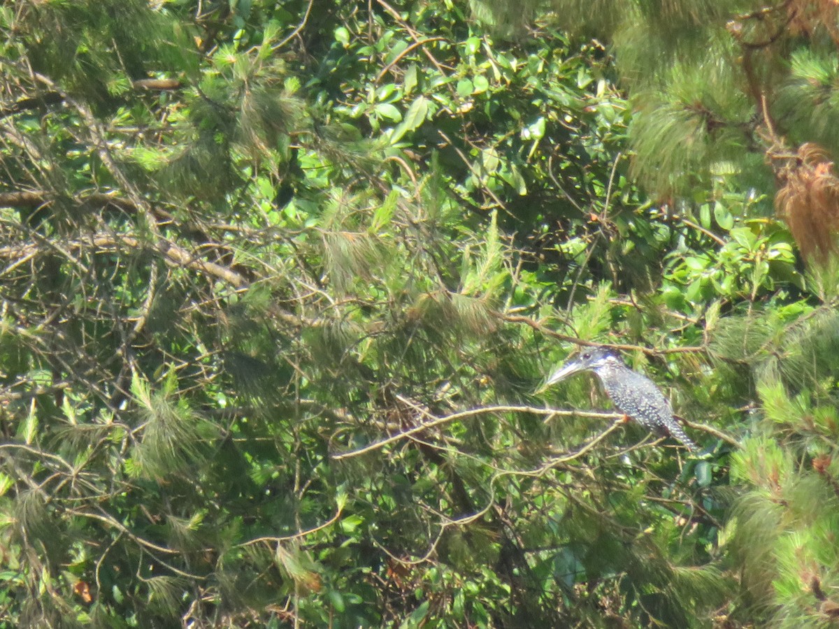 Giant Kingfisher - ML392628011