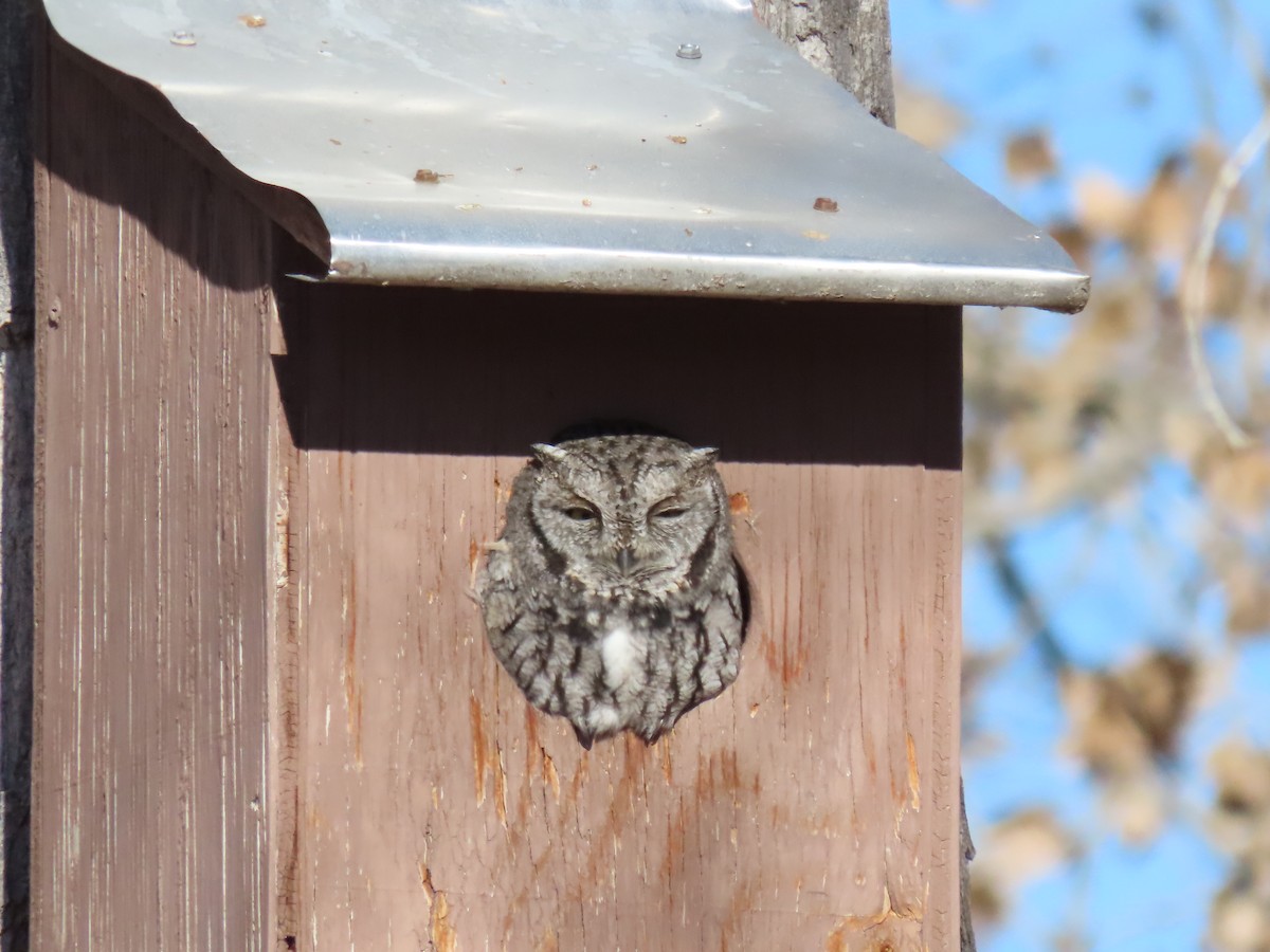 Western Screech-Owl - douglas diekman