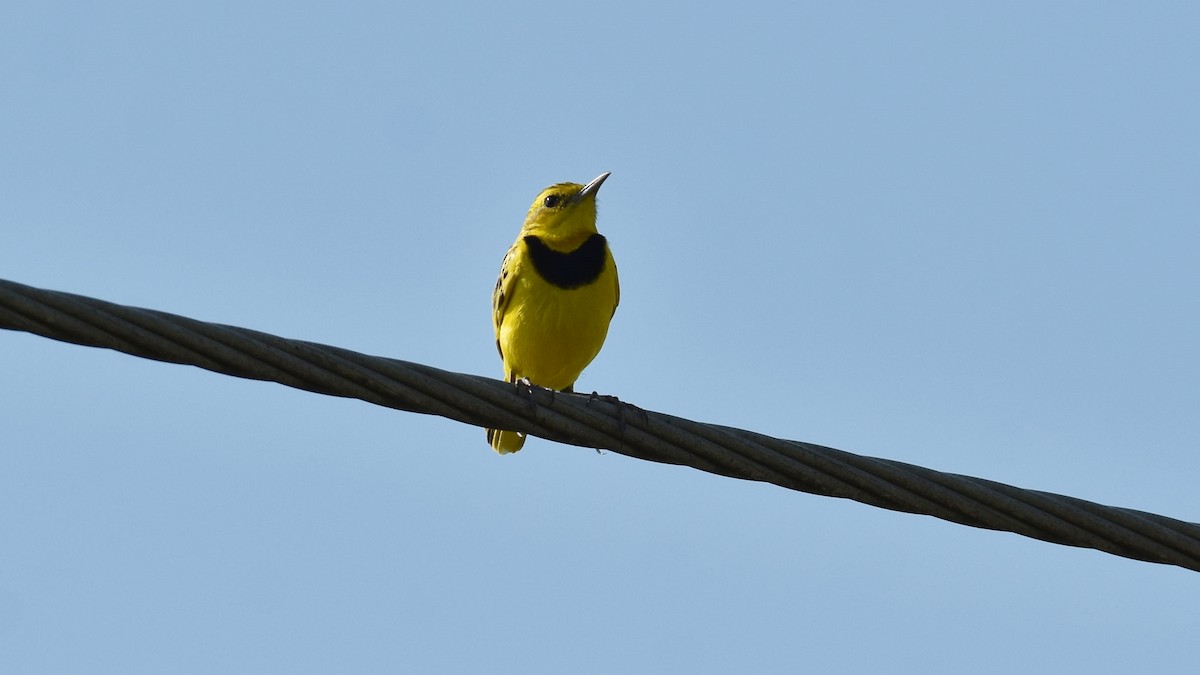 Pipit doré - ML392628311
