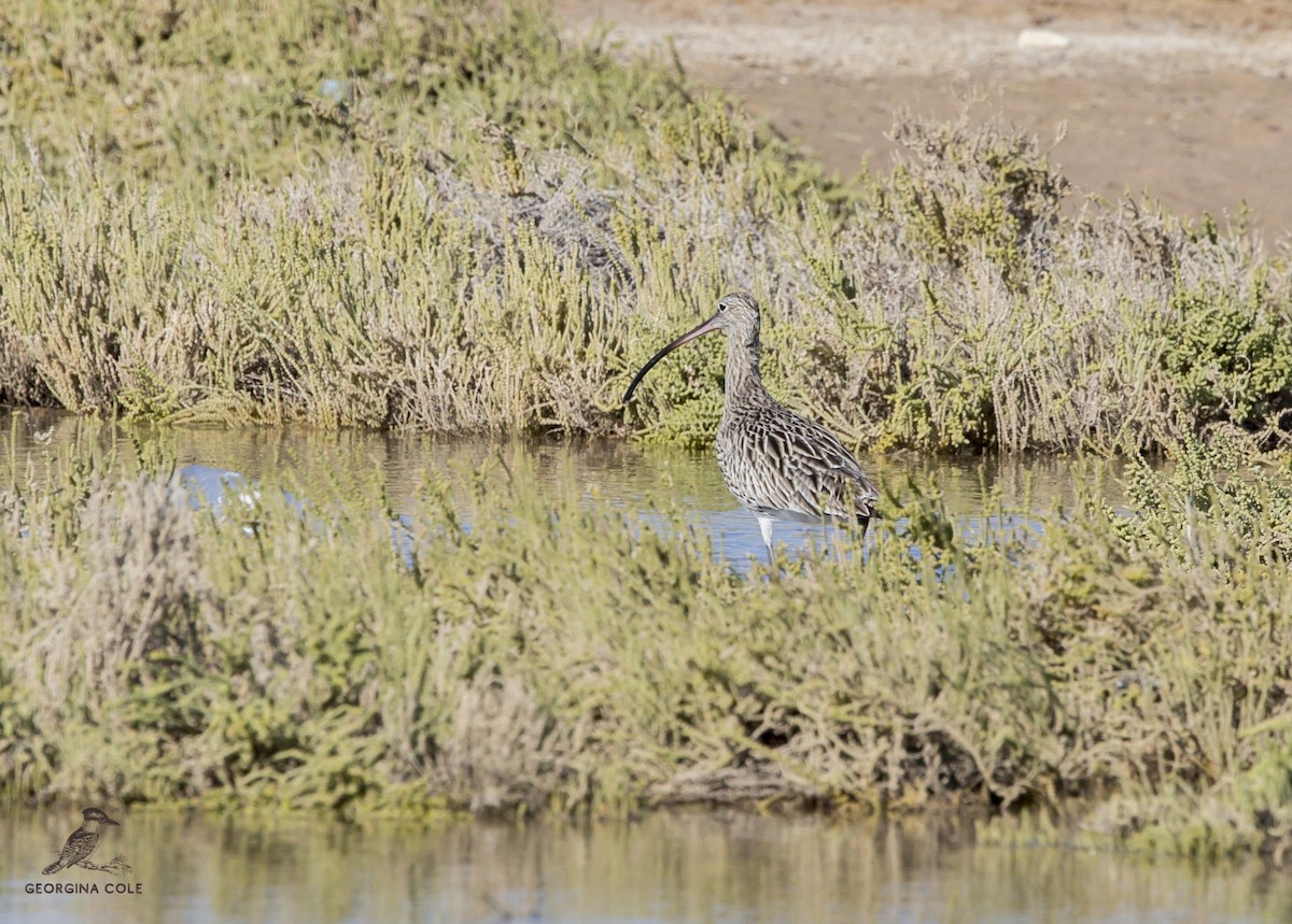 Eurasian Curlew - Georgina Cole