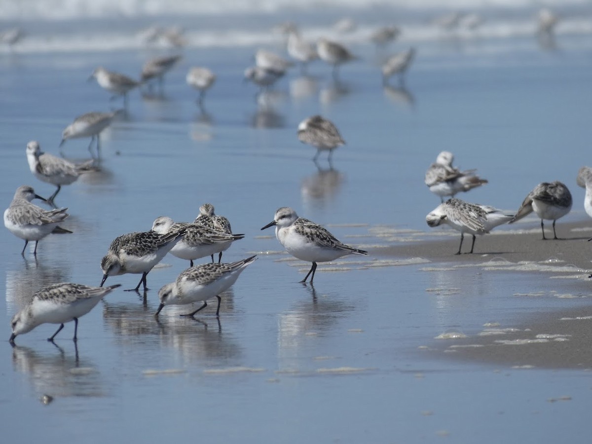 Sanderling - ML392631131