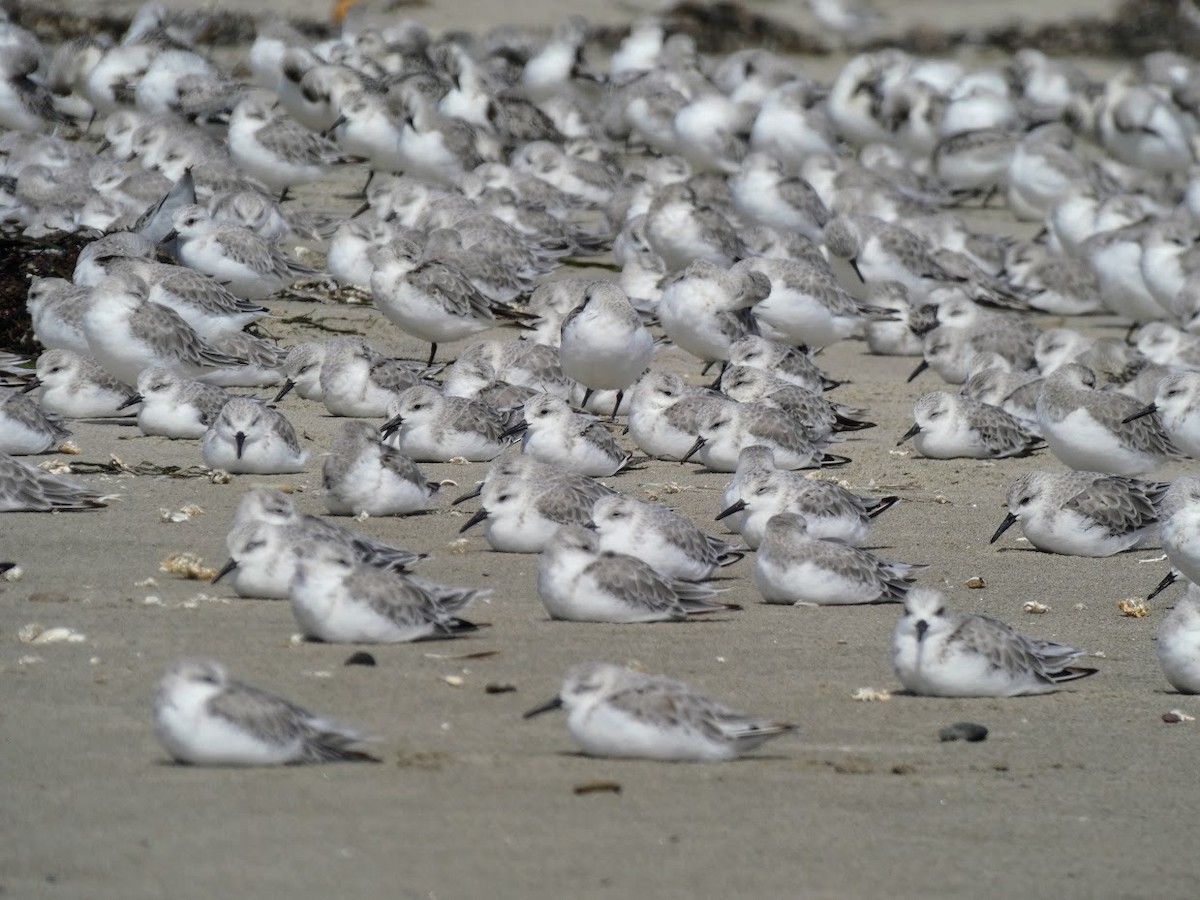 Sanderling - ML392631211