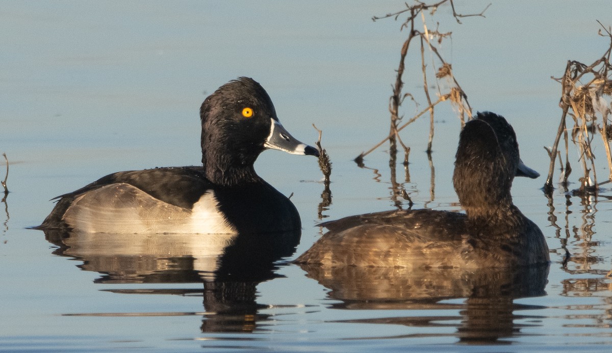 Ring-necked Duck - ML392631301