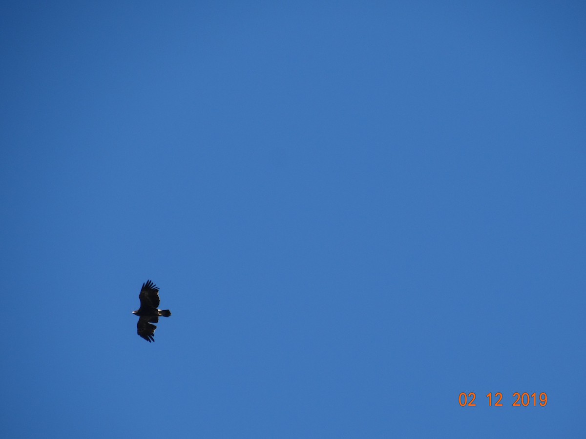 Greater Spotted Eagle - ML392632921